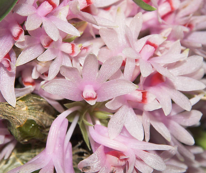 Dendrobium aurantiroseum