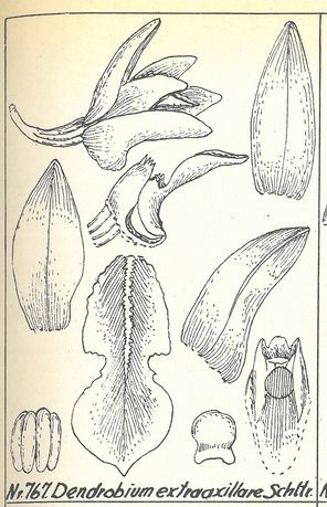 Dendrobium axillare