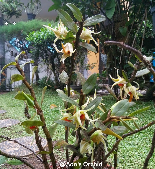 Dendrobium ayubii