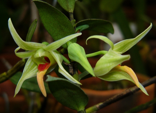 Dendrobium ayubii