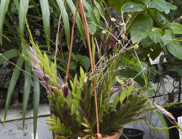 Dendrobium babiense