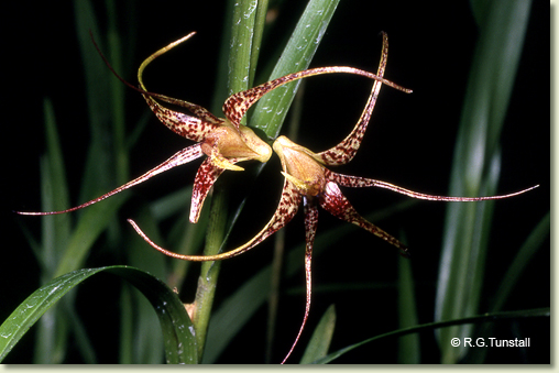 Dendrobium baileyi