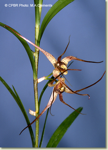 Dendrobium baileyi