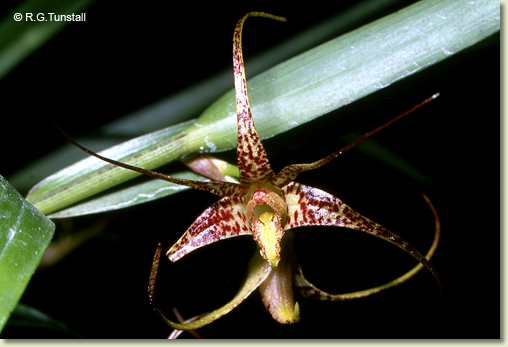 Dendrobium baileyi