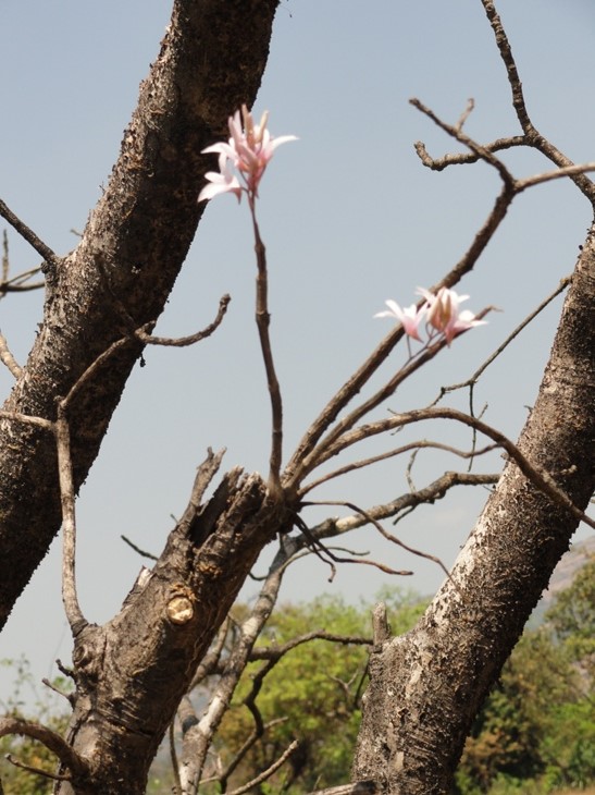 Dendrobium barbatulum