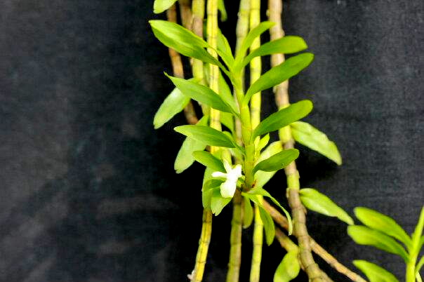 Dendrobium barisanum