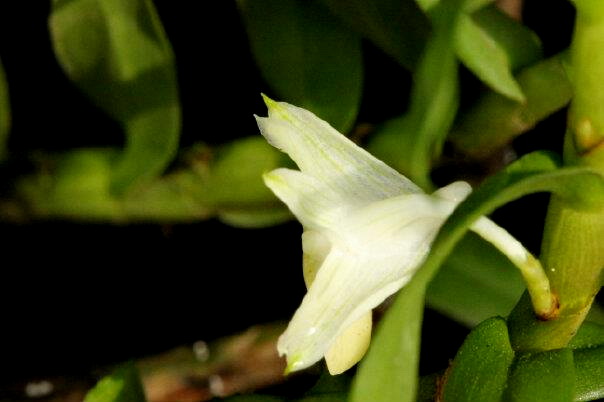 Dendrobium barisanum