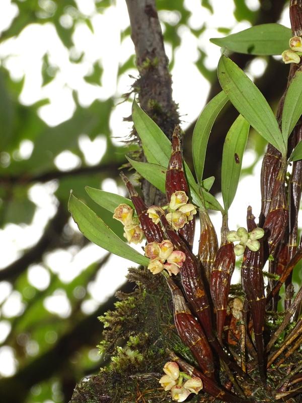 Dendrobium bicameratum