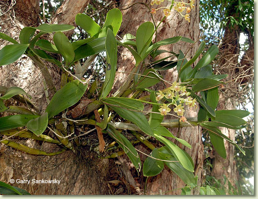 Dendrobium bifalce