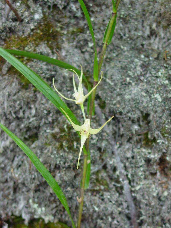 Dendrobium biflorum