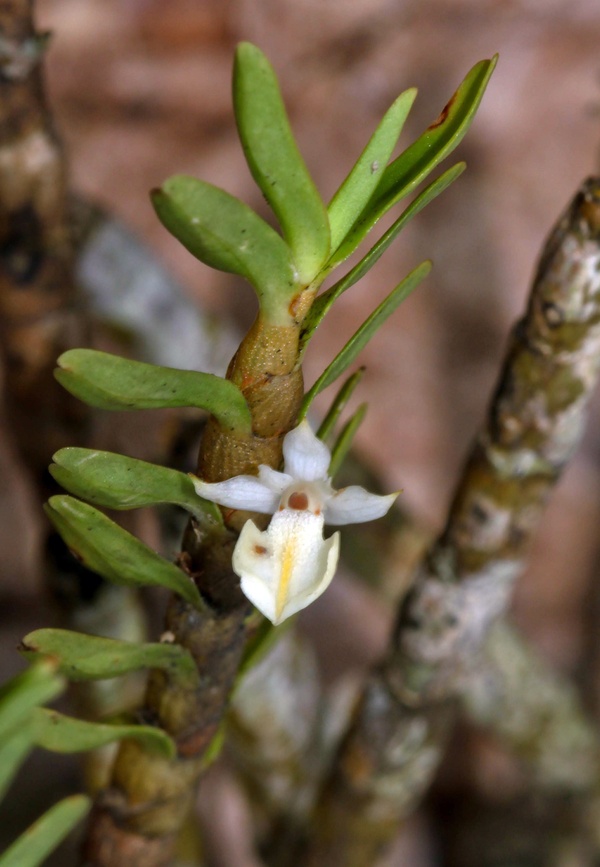 Dendrobium bihamulatum