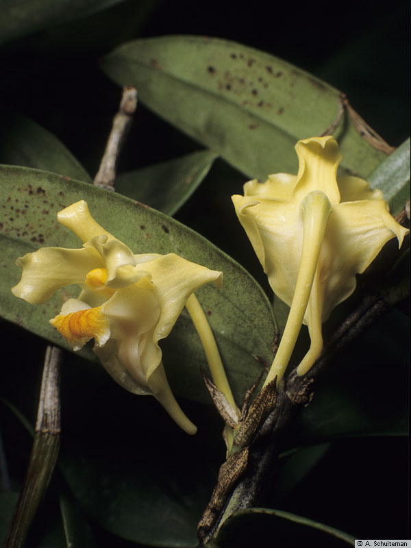 Dendrobium hallieri