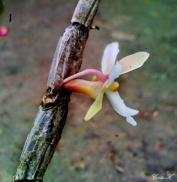 Dendrobium boumaniae