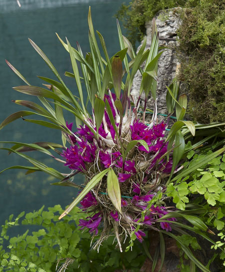 Dendrobium brassii