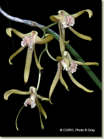 Dendrobium brevicaudum