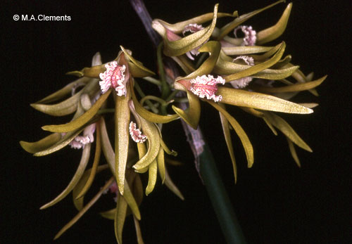 Dendrobium brevicaudum