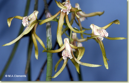 Dendrobium brevicaudum