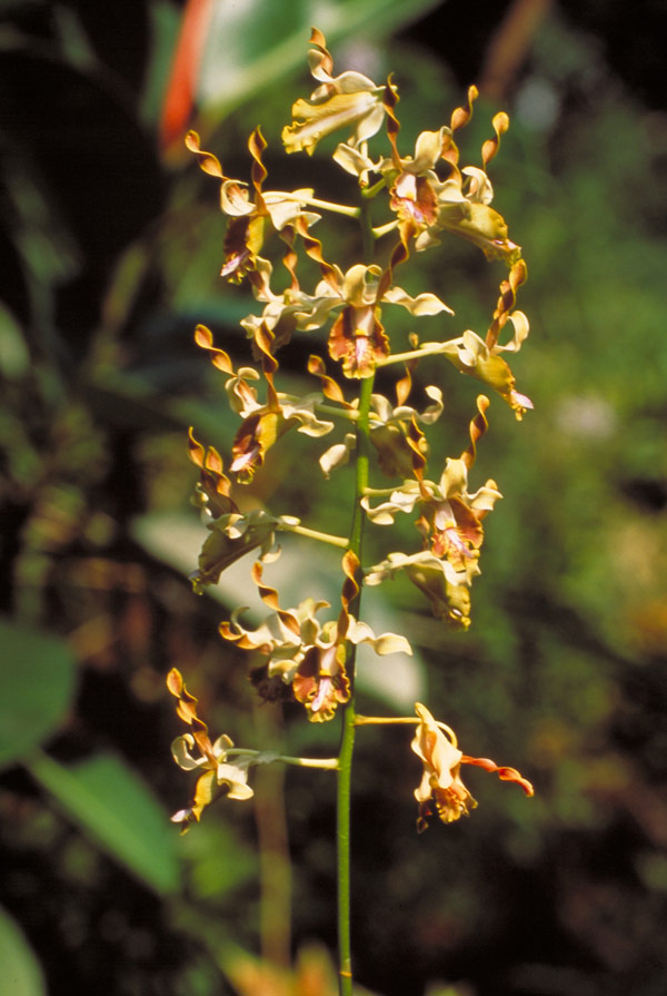 Dendrobium busuangense