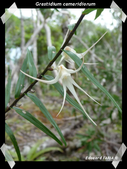 Dendrobium camaridiorum