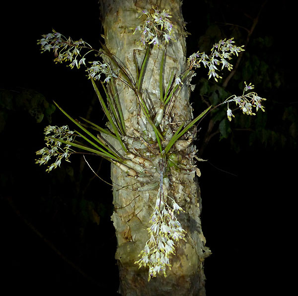 Dendrobium canaliculatum