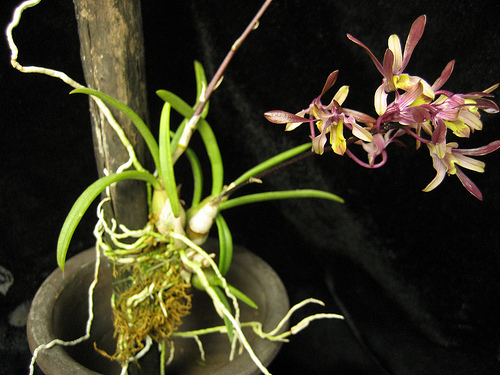 Dendrobium carronii