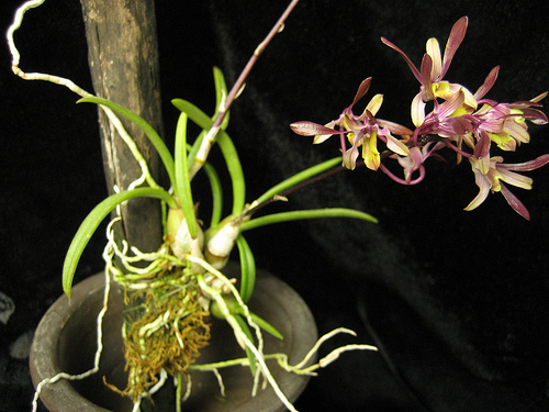 Dendrobium carronii