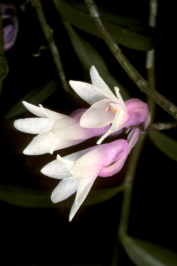 Dendrobium catillare