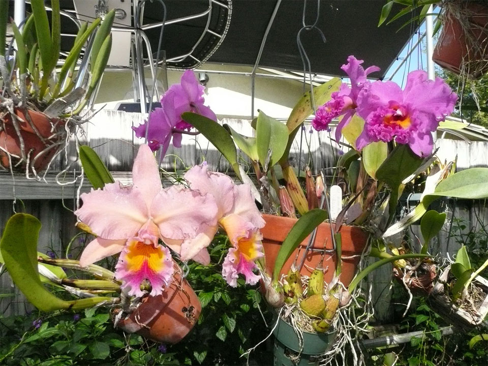 Light for Cattleya orchids