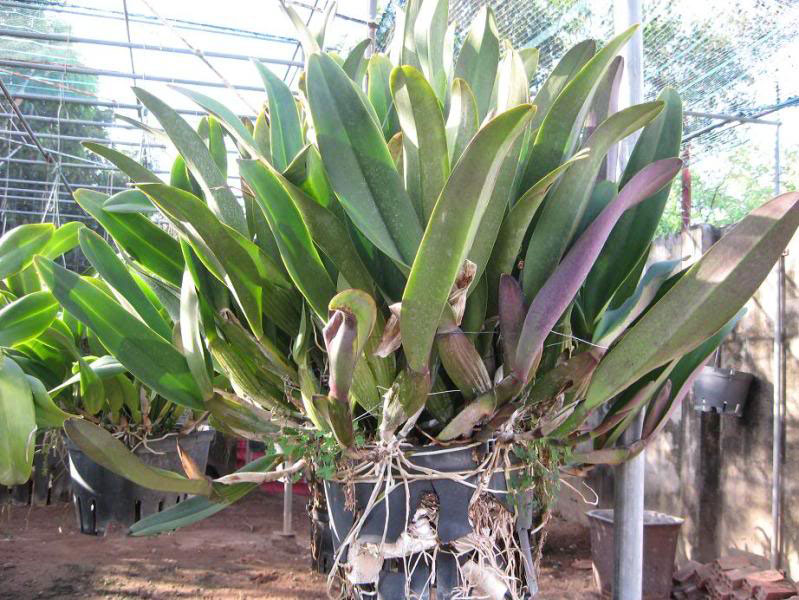 Extraction technique for propagation of Cattleya