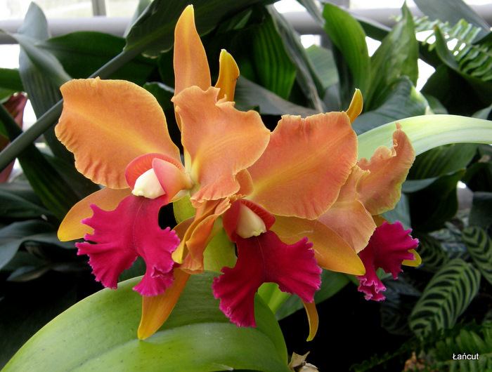 Experience growing Cattleya orchids