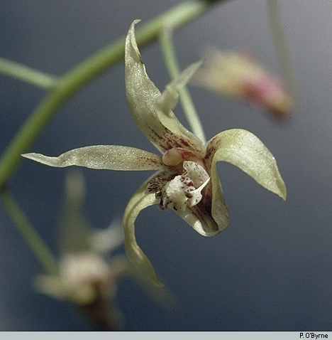 Dendrobium caudiculatum