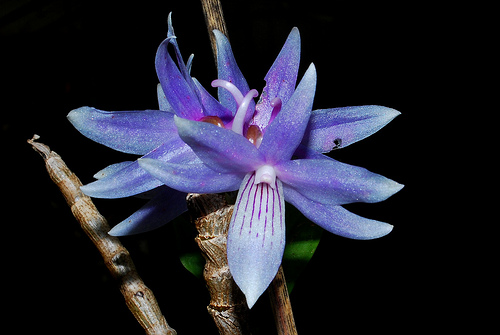 Dendrobium ceraula