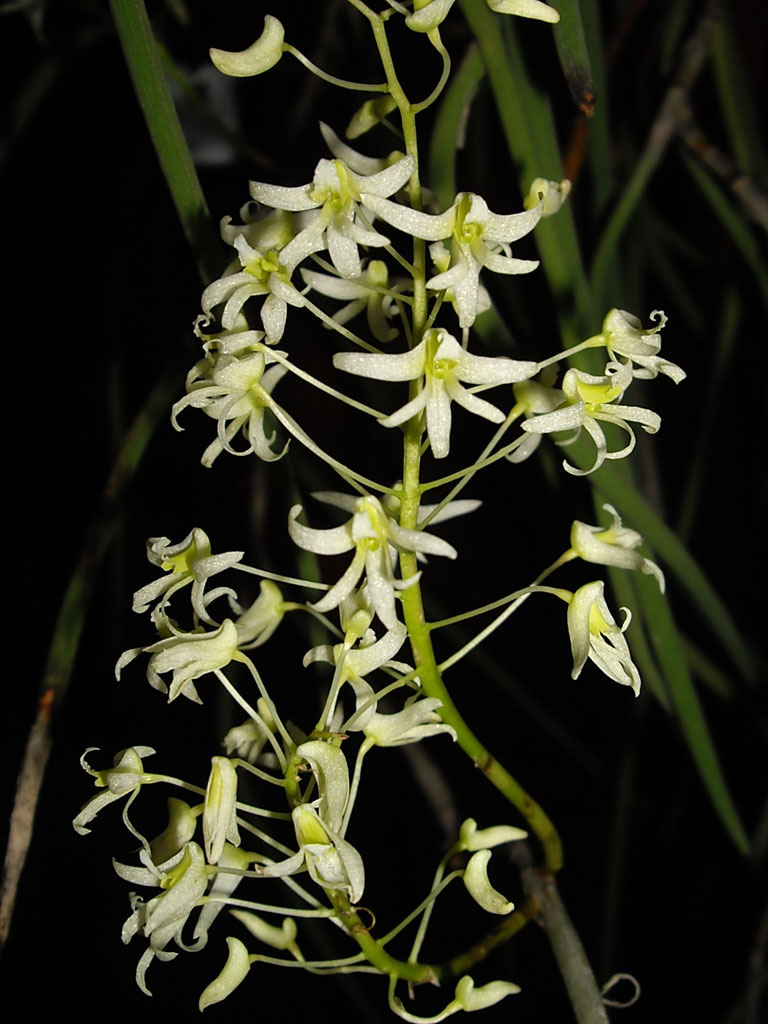 Dendrobium chordiforme