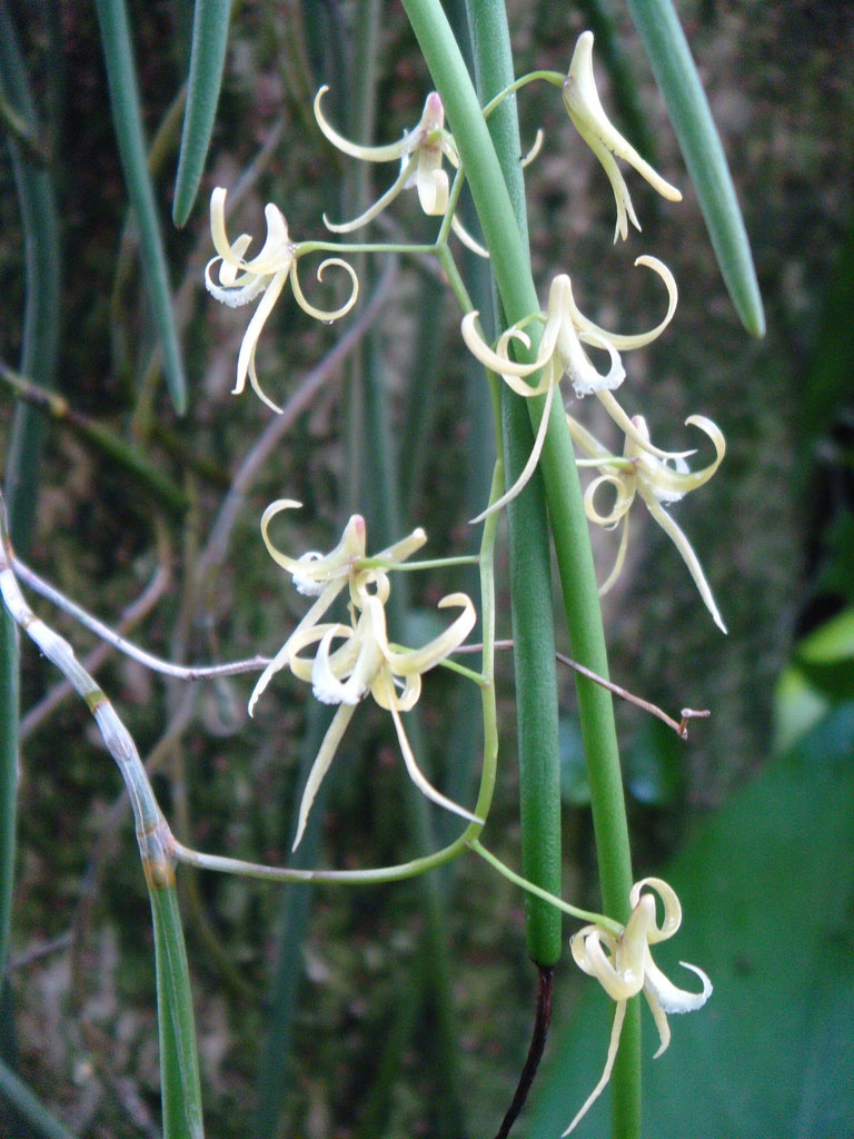 Dendrobium chordiforme