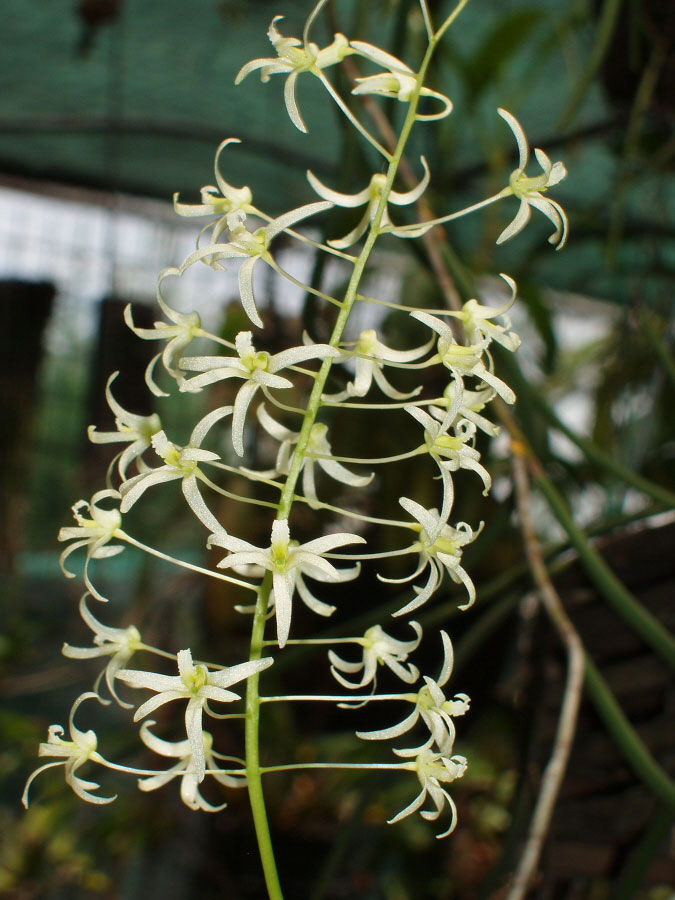 Dendrobium chordiforme