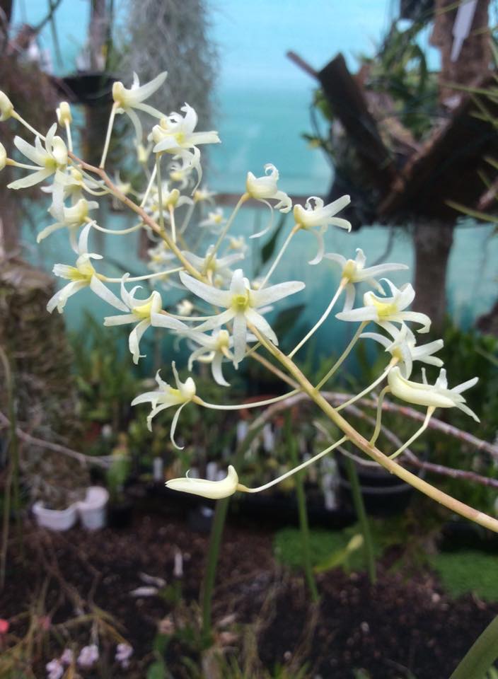 Dendrobium chordiforme