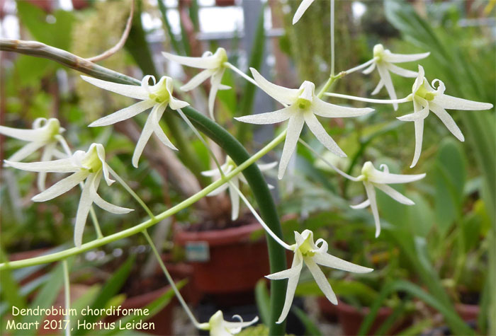 Dendrobium chordiforme
