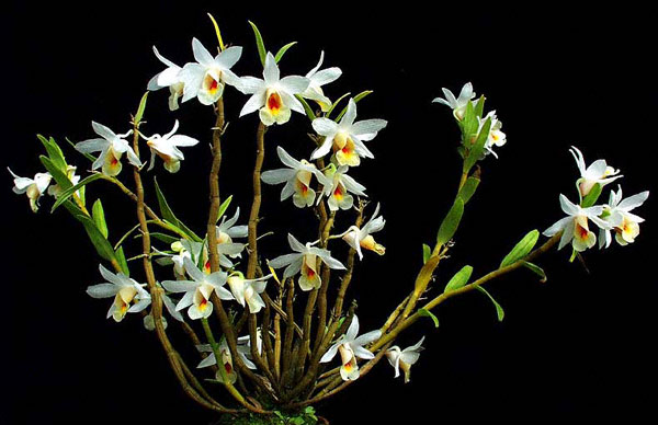 Đại bạch hạc - Dendrobium christyanum