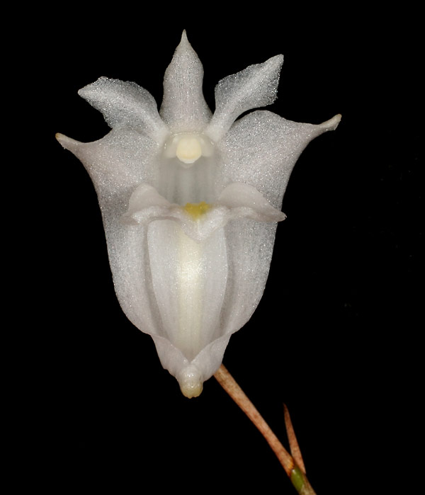 Dendrobium chrysotainium