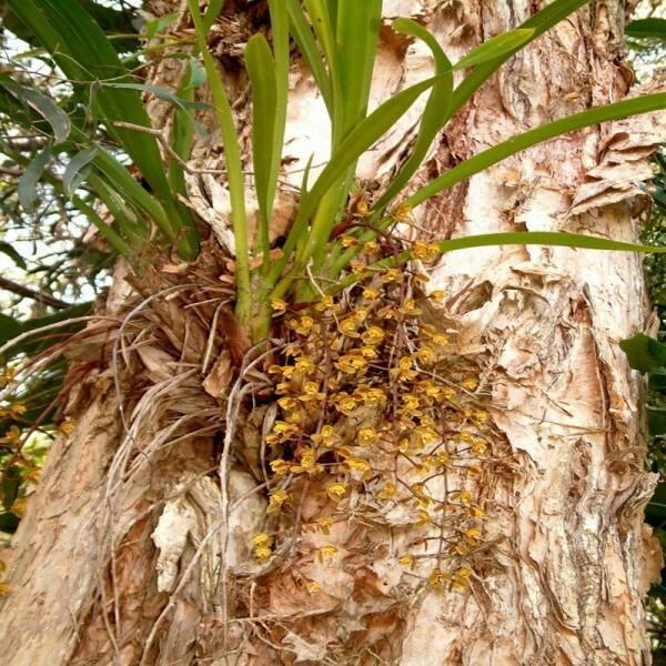 Địa lan Cymbidium floribundum