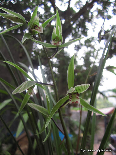 Cymbidium kanran – Hàn Lan