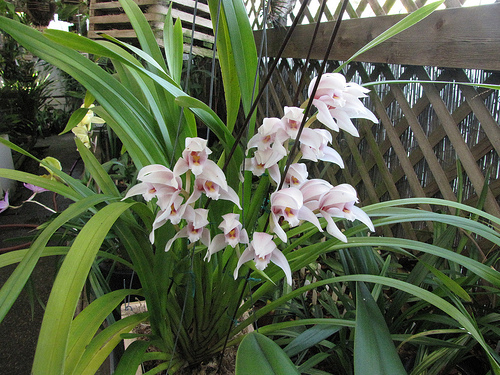 Địa lan Cymbidium wenshanense