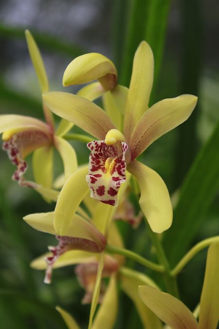 Cymbidium Munronianum King et Plant