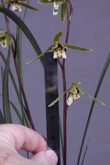 Địa lan Cymbidium qiubeiense