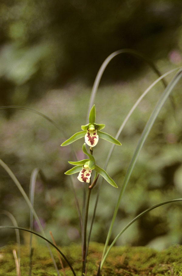 Địa lan Cymbidium qiubeiense