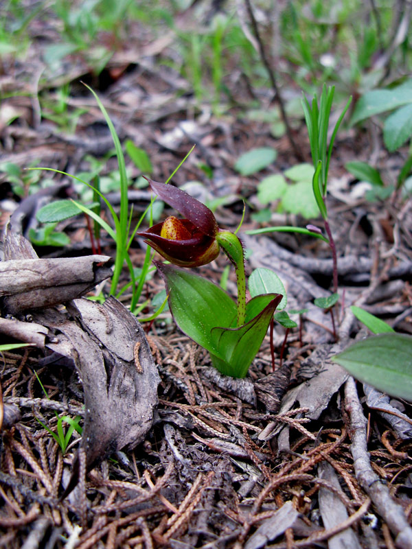 Lan hài Cypripedium bardolphianum