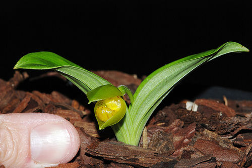 Lan hài Cypripedium bardolphianum