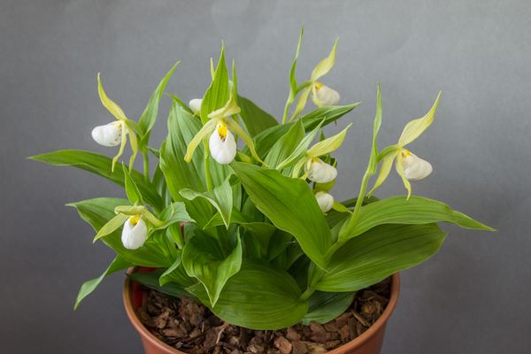 Lan hài Cypripedium cordigerum