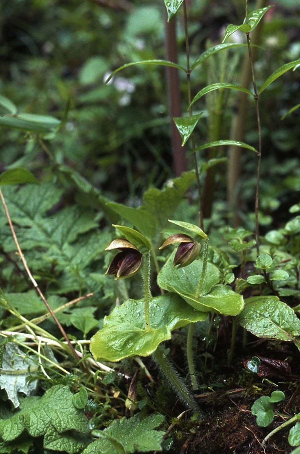 Lan hài Cypripedium elegans