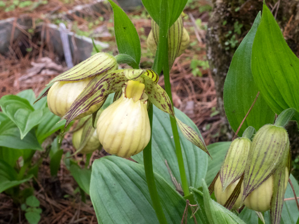 Lan hài Cypripedium farreri